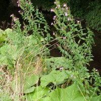 Great Willowherb